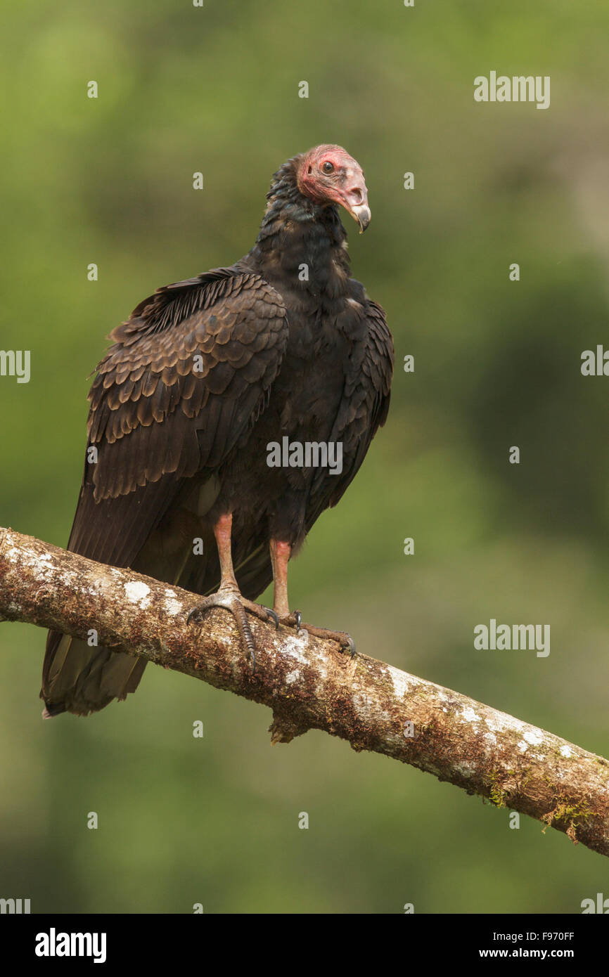 Urubu à tête rouge (Cathartes aura) perché sur une branche au Costa Rica. Banque D'Images