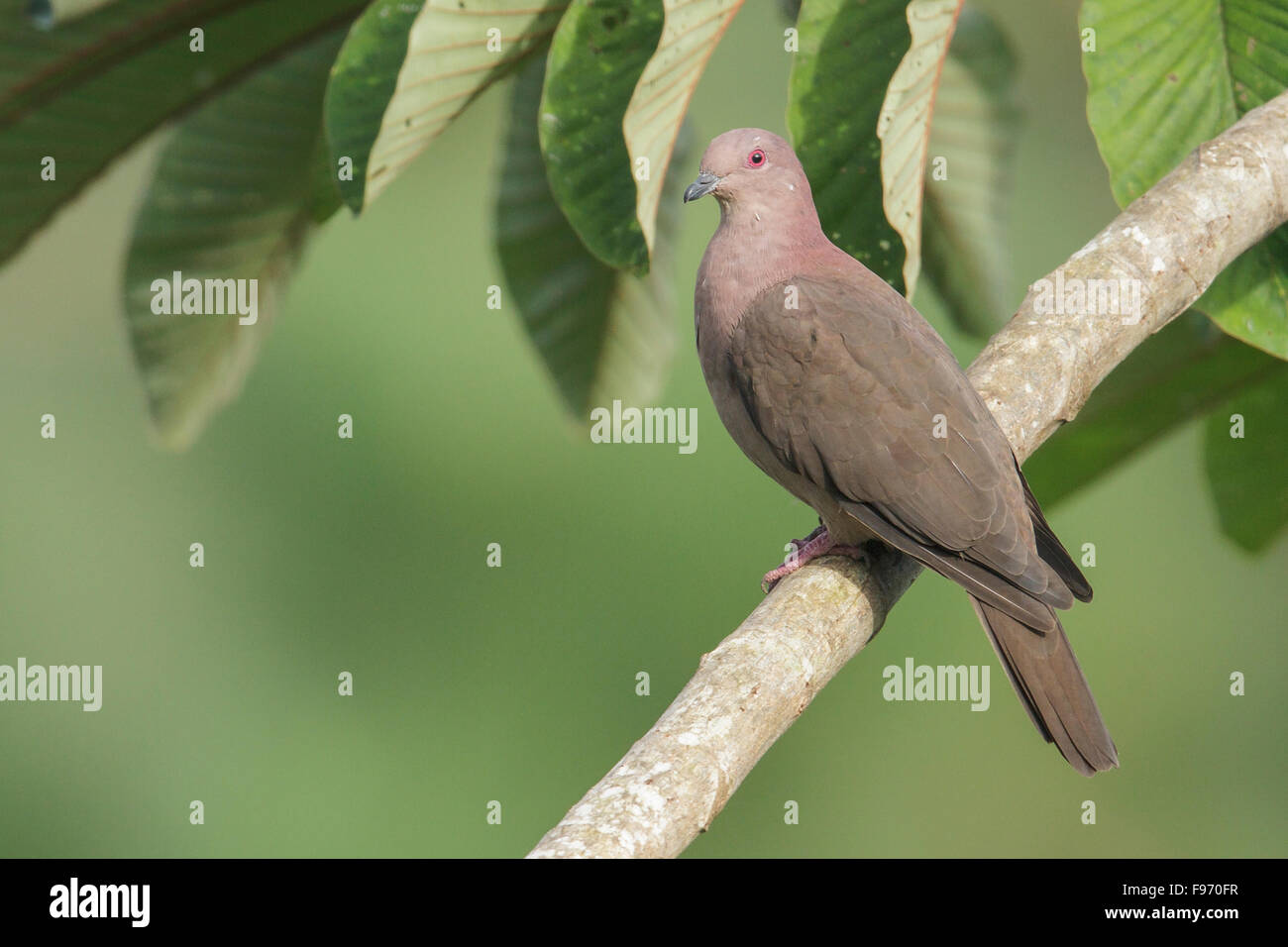 Shortbilled (Pigeon Patagioenas nigrirostris) perché sur une branche au Costa Rica. Banque D'Images