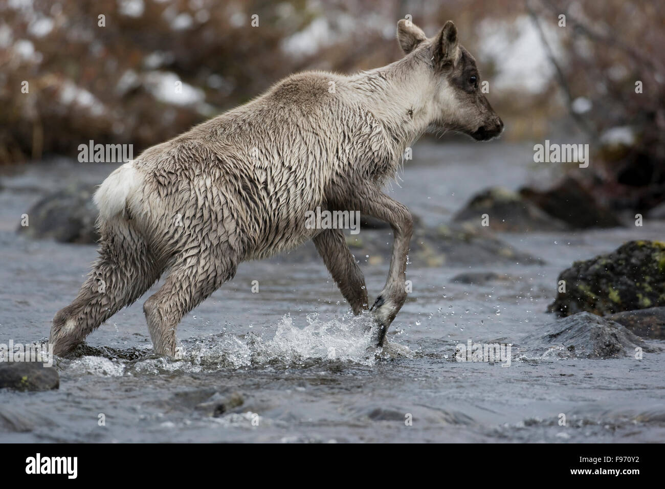 Le caribou migrateur, Rangifer tarandus, Crossing river, Nunavik, Québec, Canada Banque D'Images