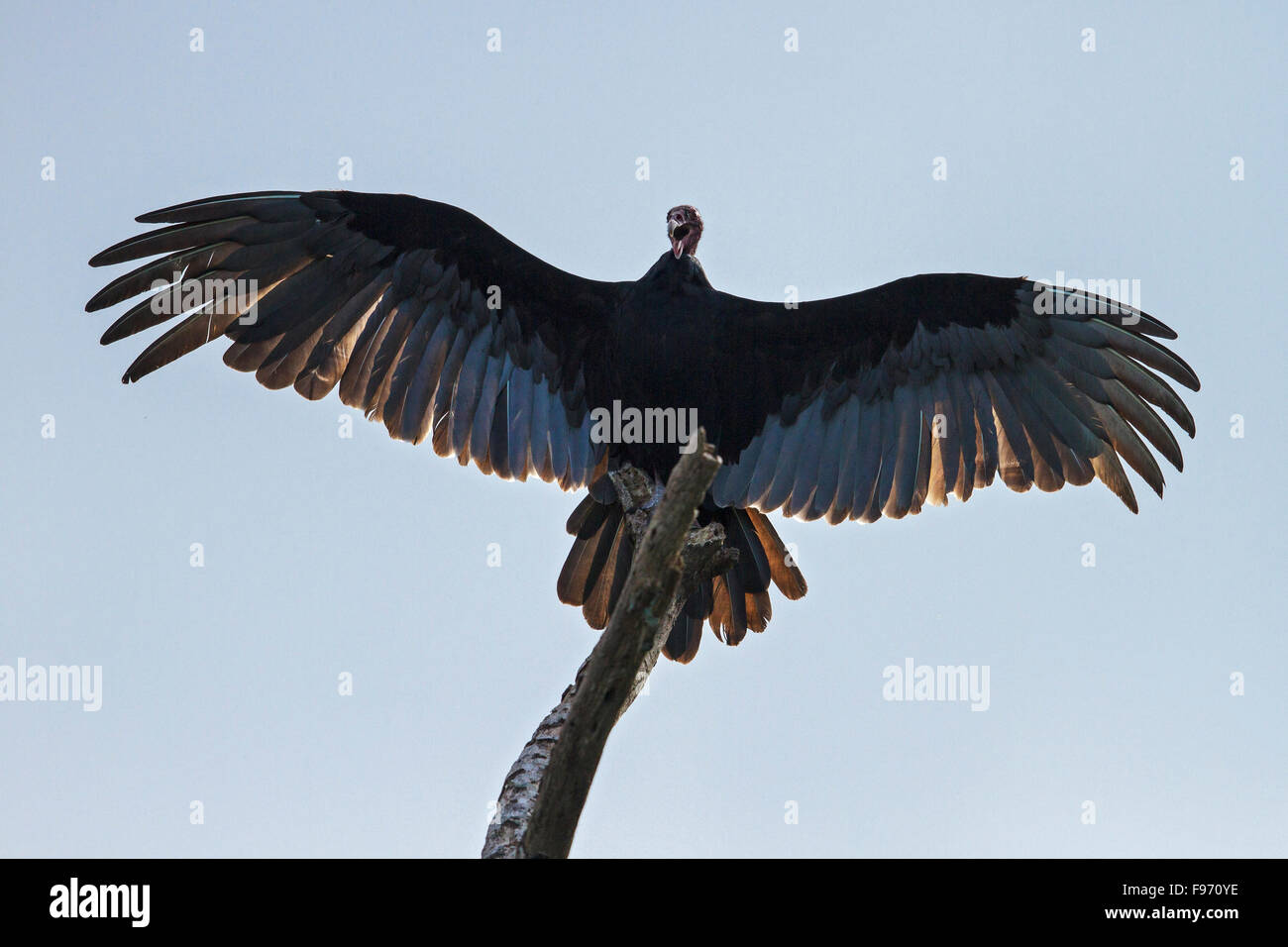 Urubu à tête rouge (Cathartes aura) perché sur une branche au Costa Rica. Banque D'Images
