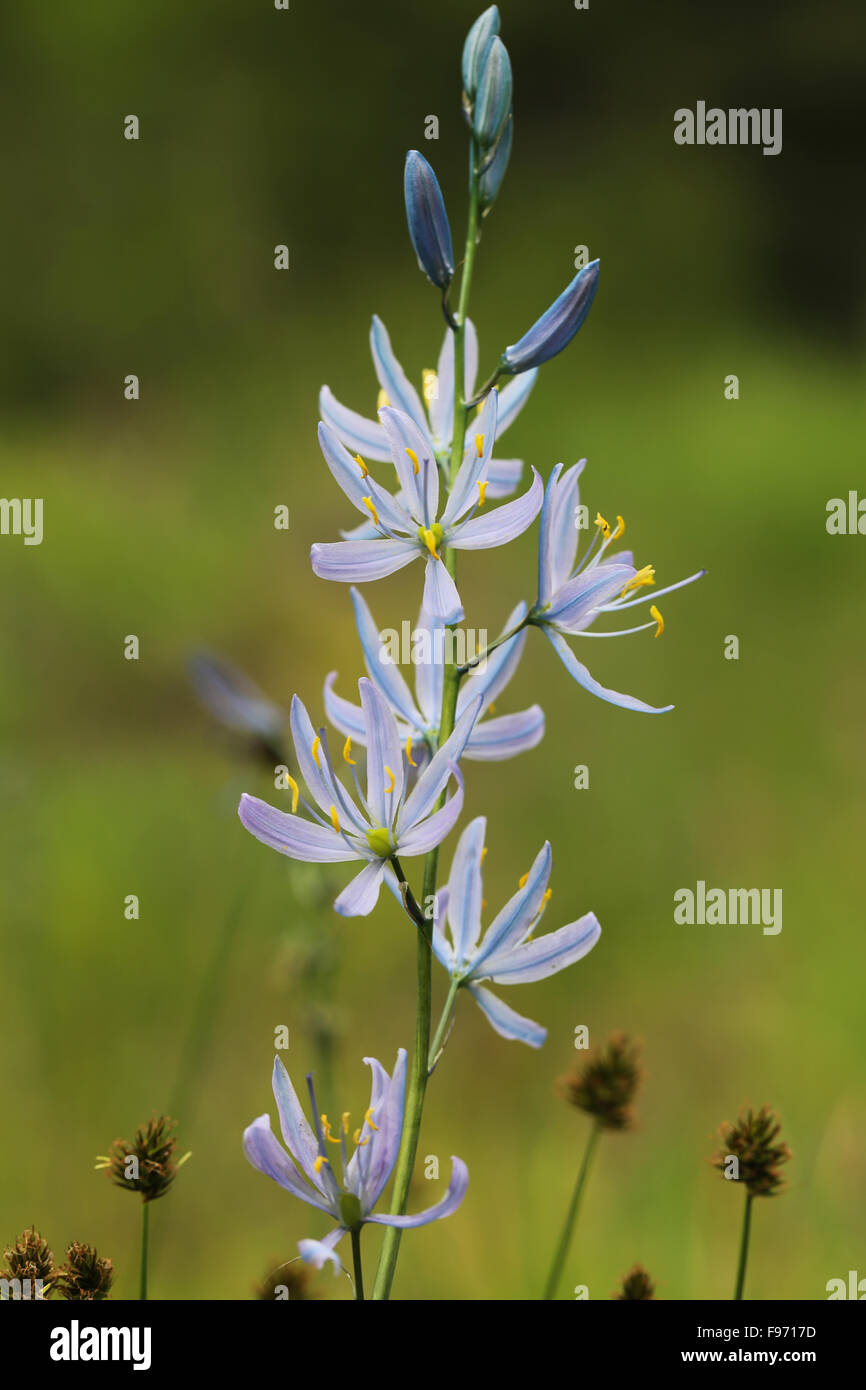 Belle camassie camash, fleurs, Camassia quamash, blooming près de Nelson, Colombie-Britannique, Canada Banque D'Images