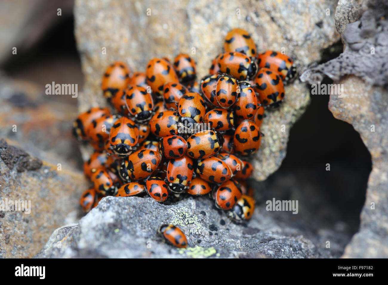 Les coccinelles sur mt loki purcell, British Columbia, Canada Banque D'Images