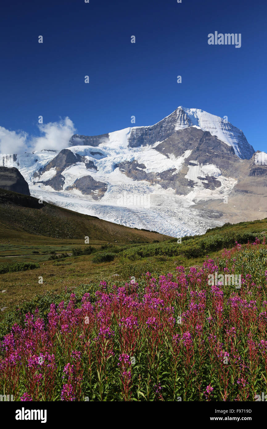 Fleurs sauvages avec en arrière-plan le mont Robson, British Columbia, Canada Banque D'Images