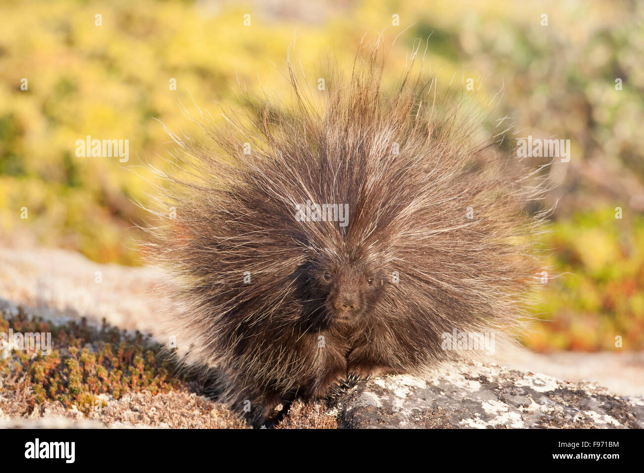 Le porc-épic, Erethizon dorsatum, Nunavik, Québec, Canada Banque D'Images