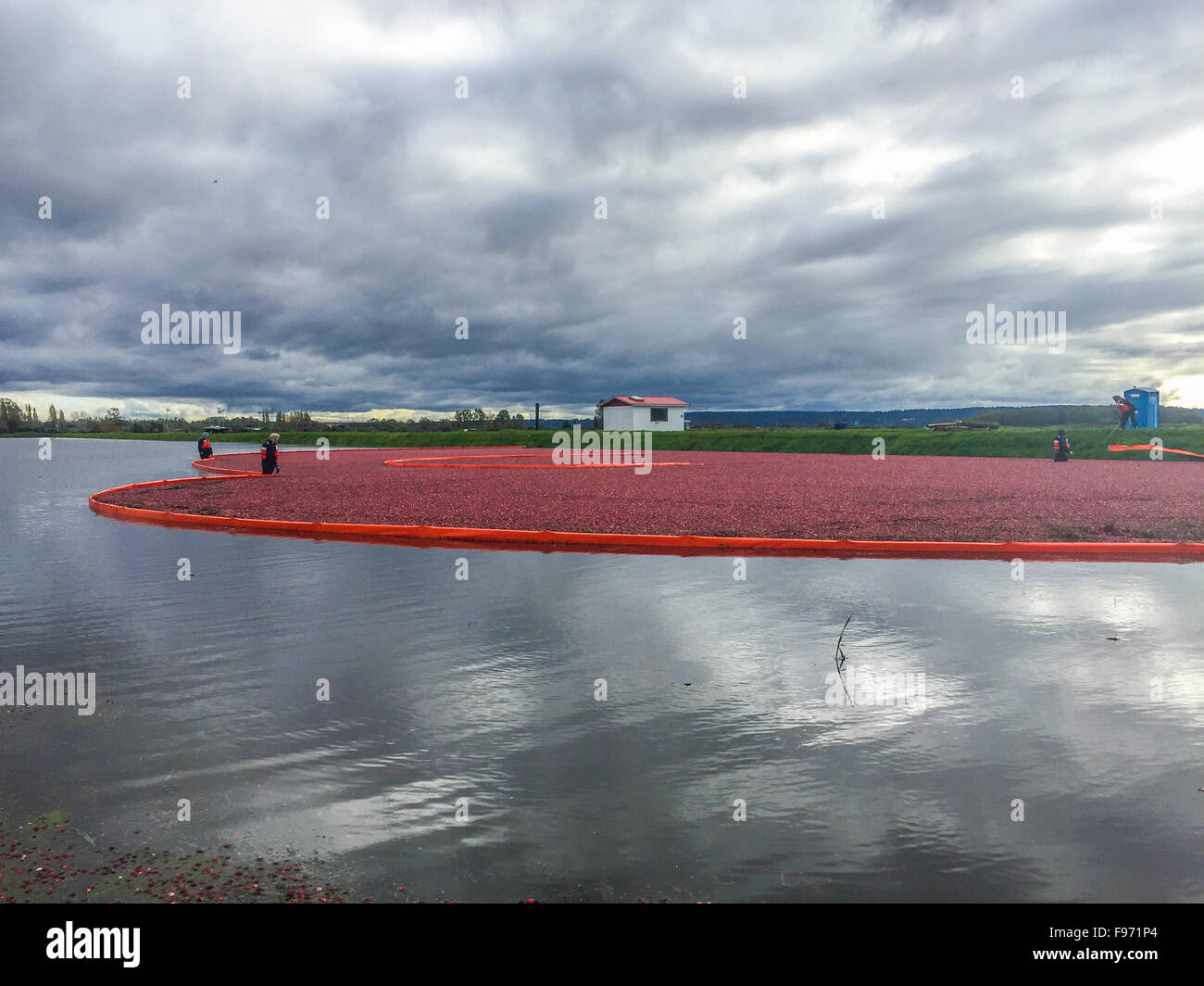 Célébration de la canneberge à Delta en Colombie-Britannique..Ces canneberges, sont récoltés humides avec des couleurs variées, sont destinés à la transformation Banque D'Images