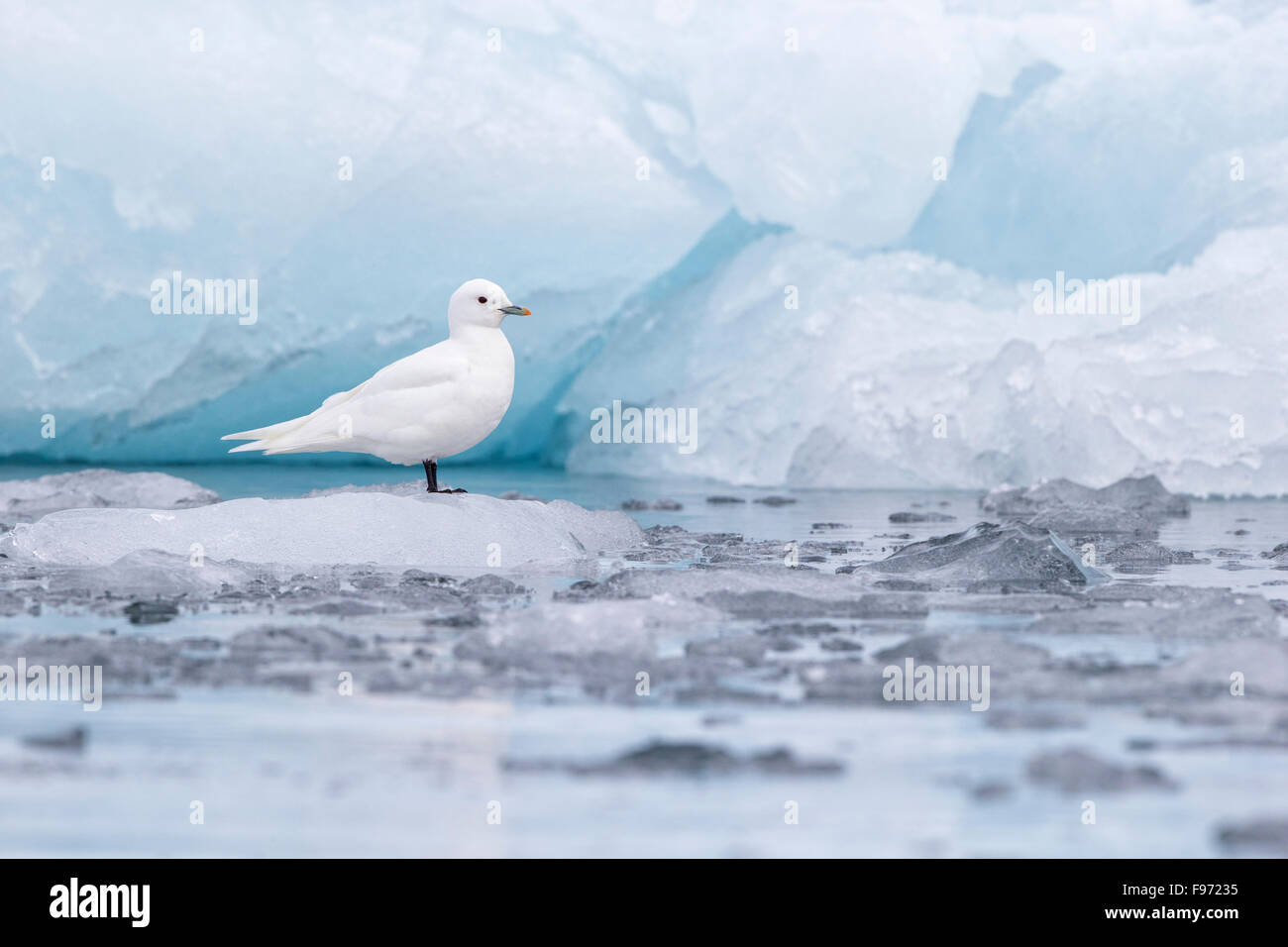 Mouette blanche (Pagophila eburnea), des profils on ice au front du glacier, Samarinvagen Bay, Fjord Hornsund, archipel du Svalbard, de l'Arctique Banque D'Images