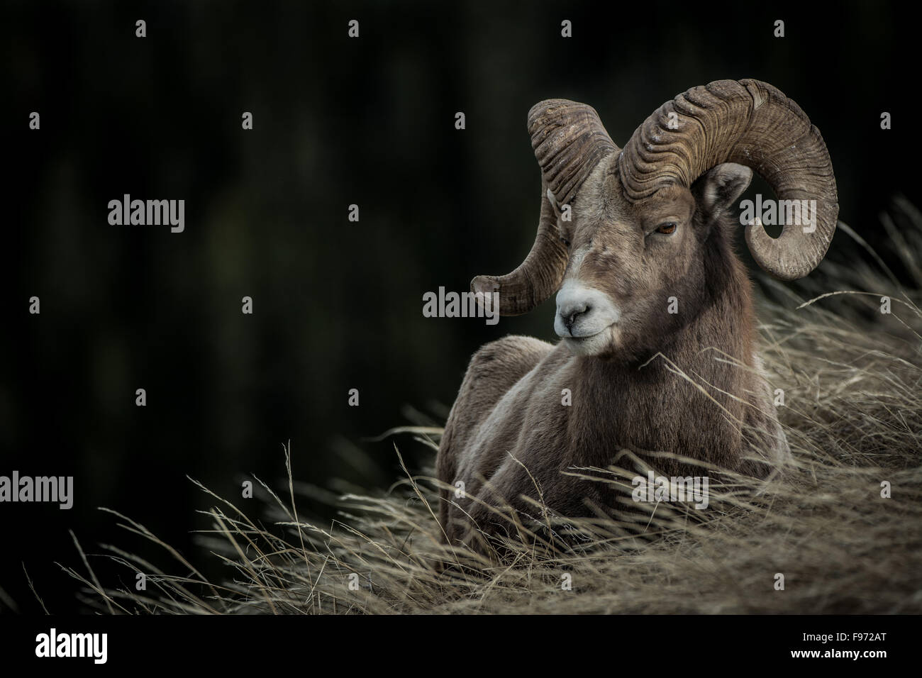 Ovis canadensis, mouflons, lits de ram dans les Rocheuses, Alberta Canada Banque D'Images