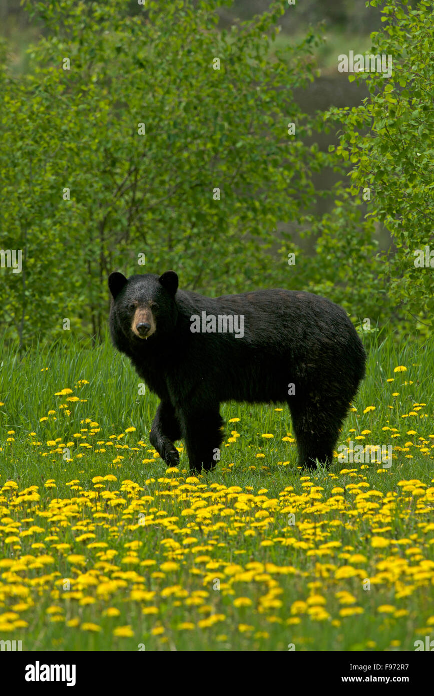 L'ours noir, femme ou sow, (Ursus americanus) debout à bord de forêt dans un champ de fleurs de pissenlits. Près de Banque D'Images