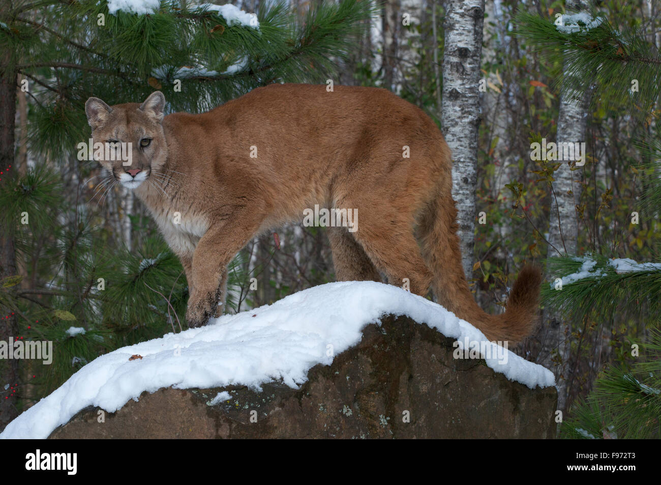 Mountain Lion/Cougar debout sur snowcovered boulder en forêt boréale ; (Puma  concolor) Amérique du Nord, l'hiver Photo Stock - Alamy