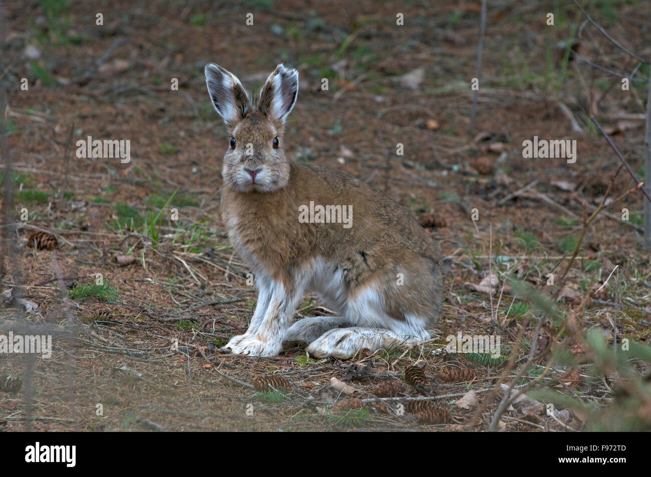 Le lièvre (Lepus americanus), aussi appelé le lièvre variable, le printemps, le parc provincial Quetico, ON, Canada Banque D'Images