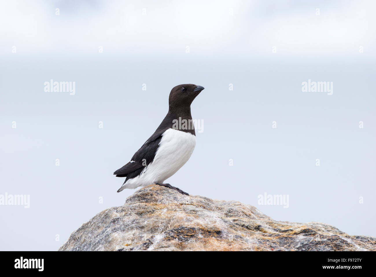 Petit pingouin ou mergule nain (Alle alle), en plumage nuptial, Fuglesongen, archipel du Svalbard, Norvège. Banque D'Images