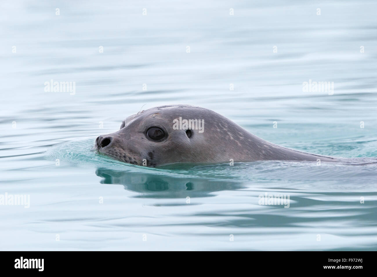 Phoque commun (Phoca vitulina), natation, Magdalenefjorden, archipel du Svalbard, Norvège. Marques les plus septentrionaux de Svalbard Banque D'Images