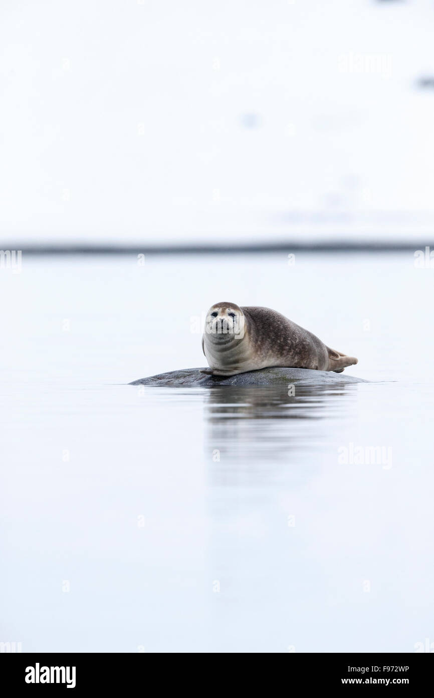 Phoque commun (Phoca vitulina), sur la roche, Magdalenefjorden, archipel du Svalbard, Norvège. Les marques de Svalbard Banque D'Images