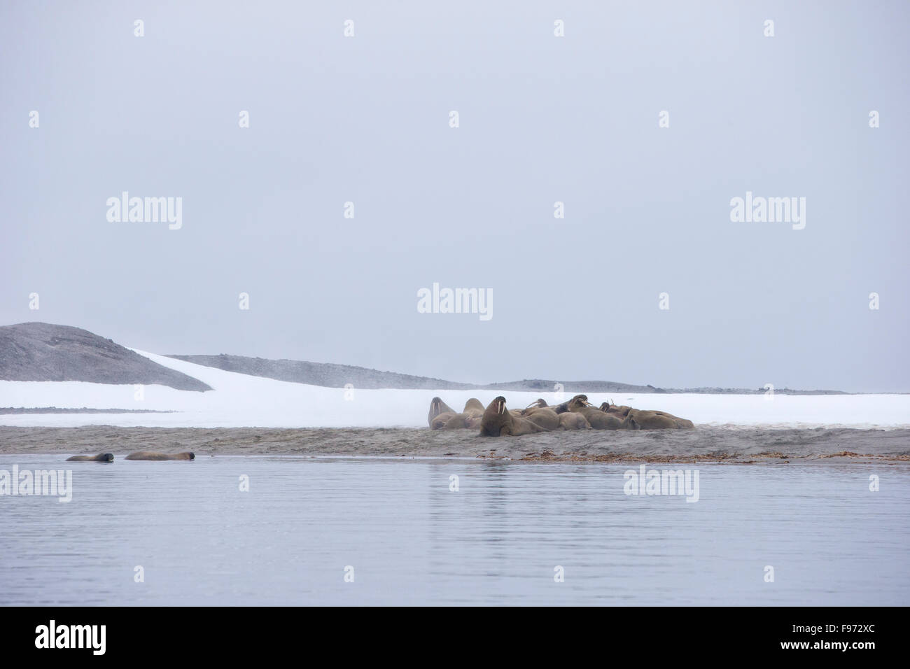 Morse de l'Atlantique (Odobenus rosmarus rosmarus), à l'échouerie, Magdalenefjorden, archipel du Svalbard, Norvège. Banque D'Images