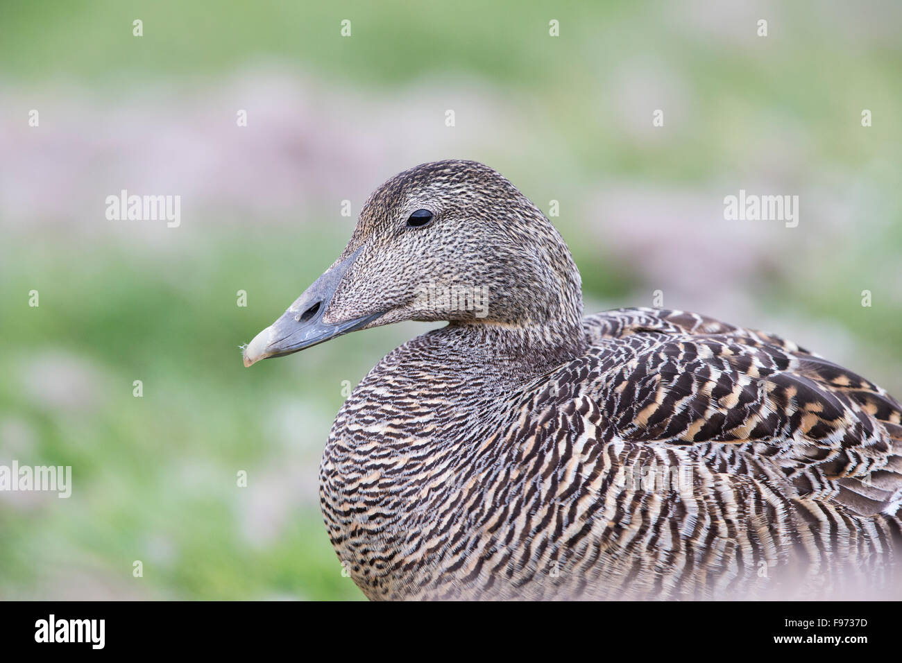 L'eider à duvet (Somateria mollissima), femme, Longyearbyen, archipel du Svalbard, Norvège. Banque D'Images