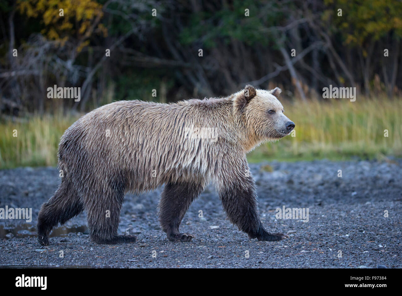 Ours grizzli (Ursus arctos horribilis), les subadultes, Centre de l'intérieur, en Colombie-Britannique. Banque D'Images