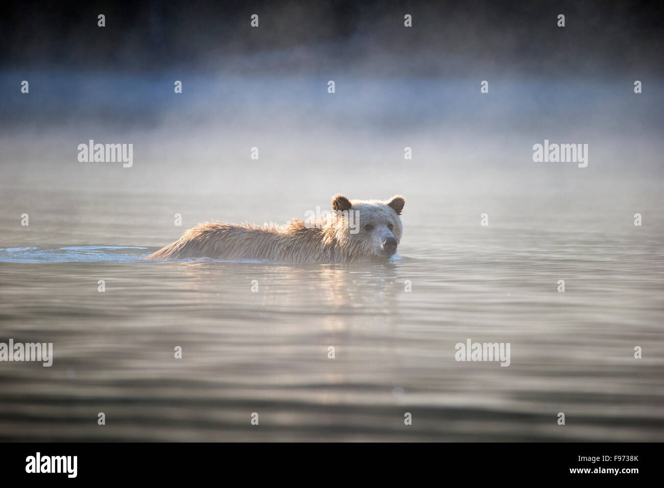 Ours grizzli (Ursus arctos horribilis), les subadultes, baignade en rivière dans le brouillard du matin, le Centre de l'intérieur, en Colombie-Britannique. Banque D'Images