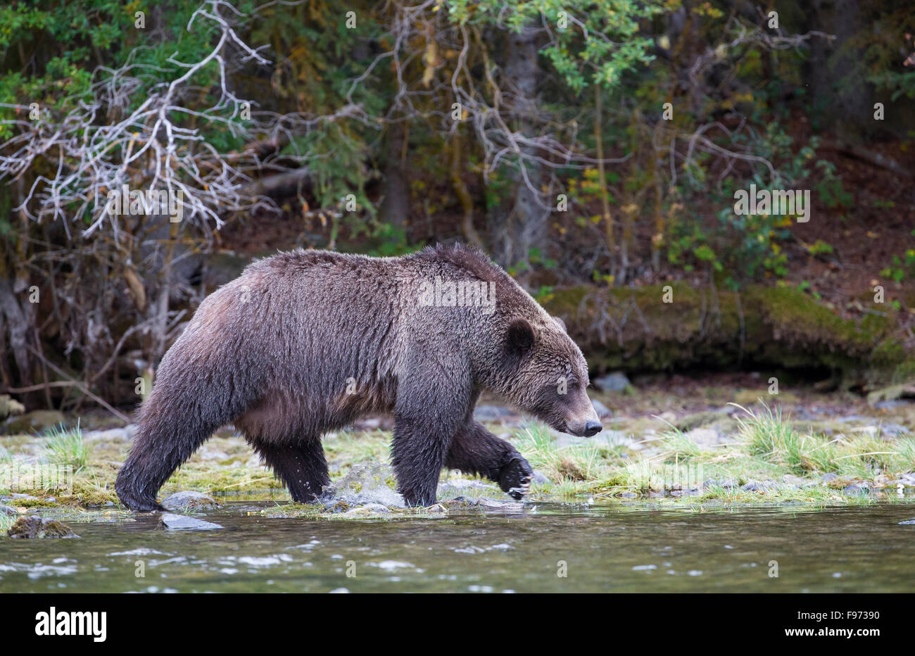 Ours grizzli (Ursus arctos horribilis), femme, centrale de l'intérieur, en Colombie-Britannique. Banque D'Images