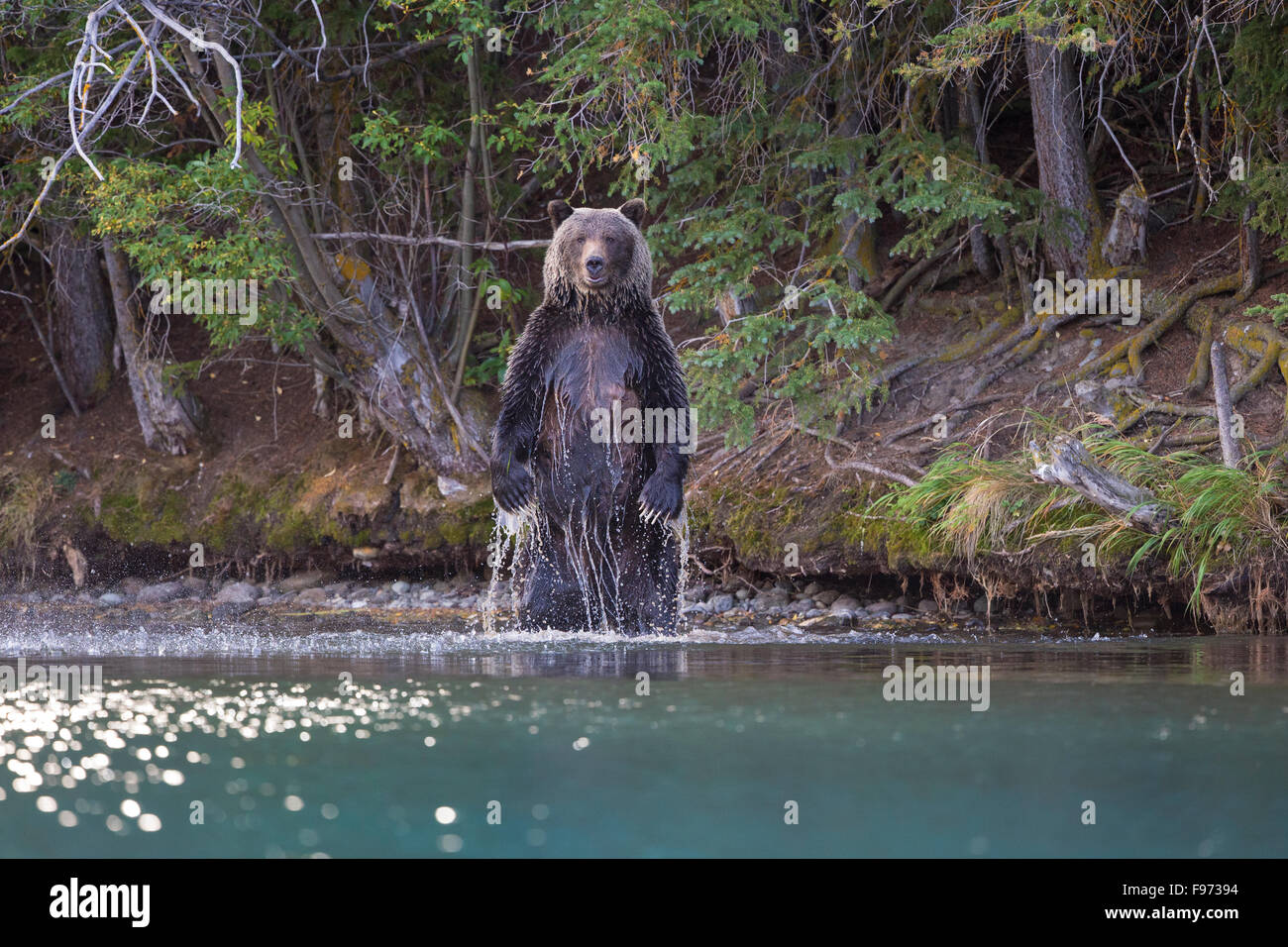 Ours grizzli (Ursus arctos horribilis), Femme debout, le Centre de l'intérieur, en Colombie-Britannique. Banque D'Images