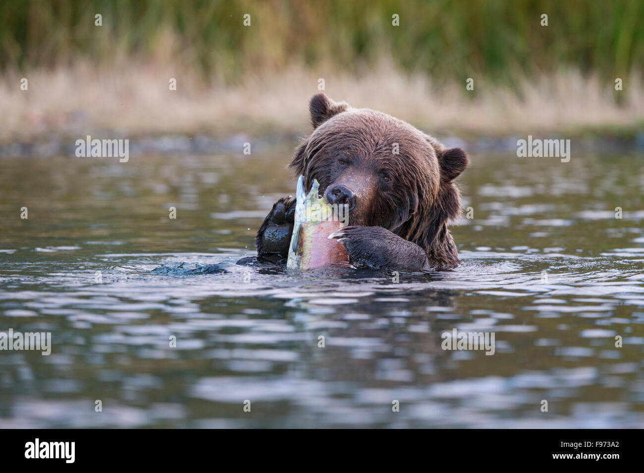Ours grizzli (Ursus arctos horribilis), manger du saumon rouge (Oncorhynchus nerka), Centrale de l'intérieur, en Colombie-Britannique. Banque D'Images
