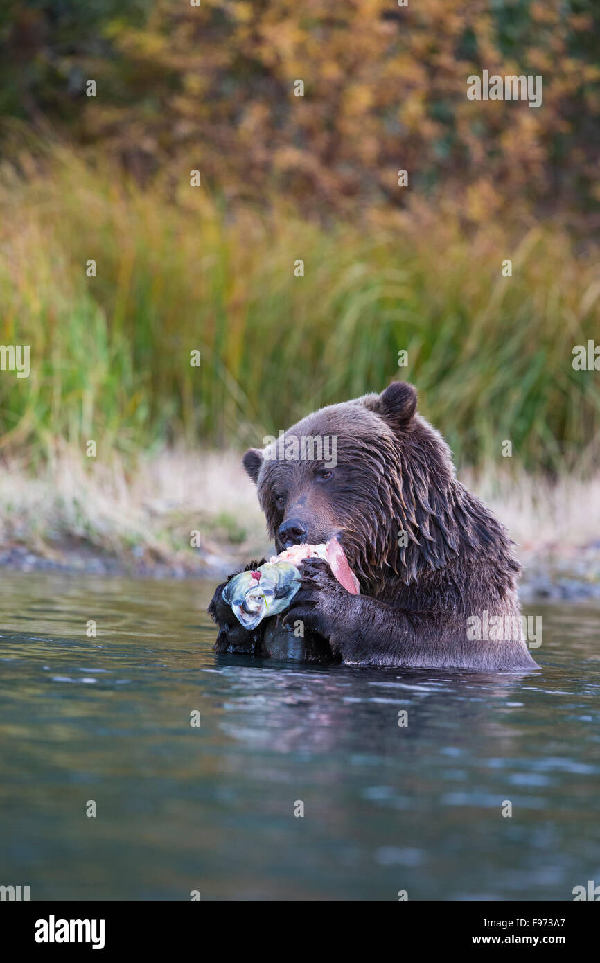 Ours grizzli (Ursus arctos horribilis), manger du saumon rouge (Oncorhynchus nerka), Centrale de l'intérieur, en Colombie-Britannique. Banque D'Images