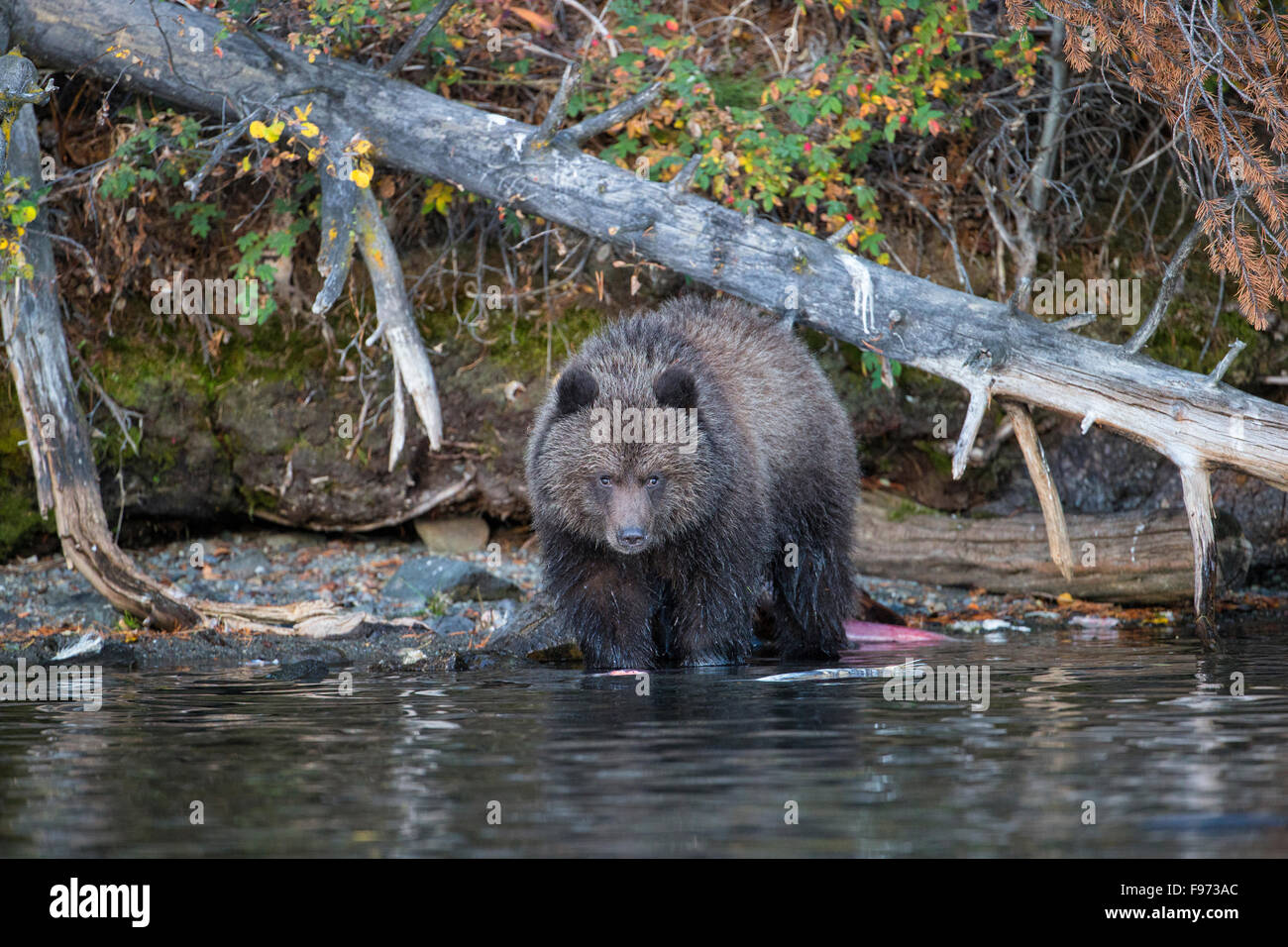 Ours grizzli (Ursus arctos horribilis), Cub de l'année, le Centre de l'intérieur, en Colombie-Britannique. Banque D'Images