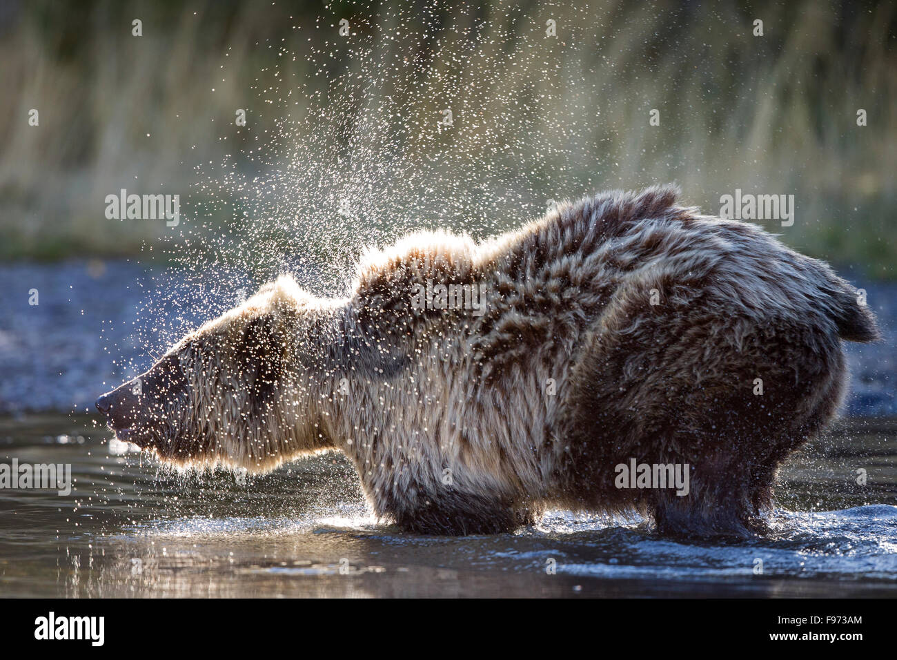 Ours grizzli (Ursus arctos horribilis), deux ans à partir de la cub, secouant la fourrure, le Centre de l'intérieur, en Colombie-Britannique. Banque D'Images