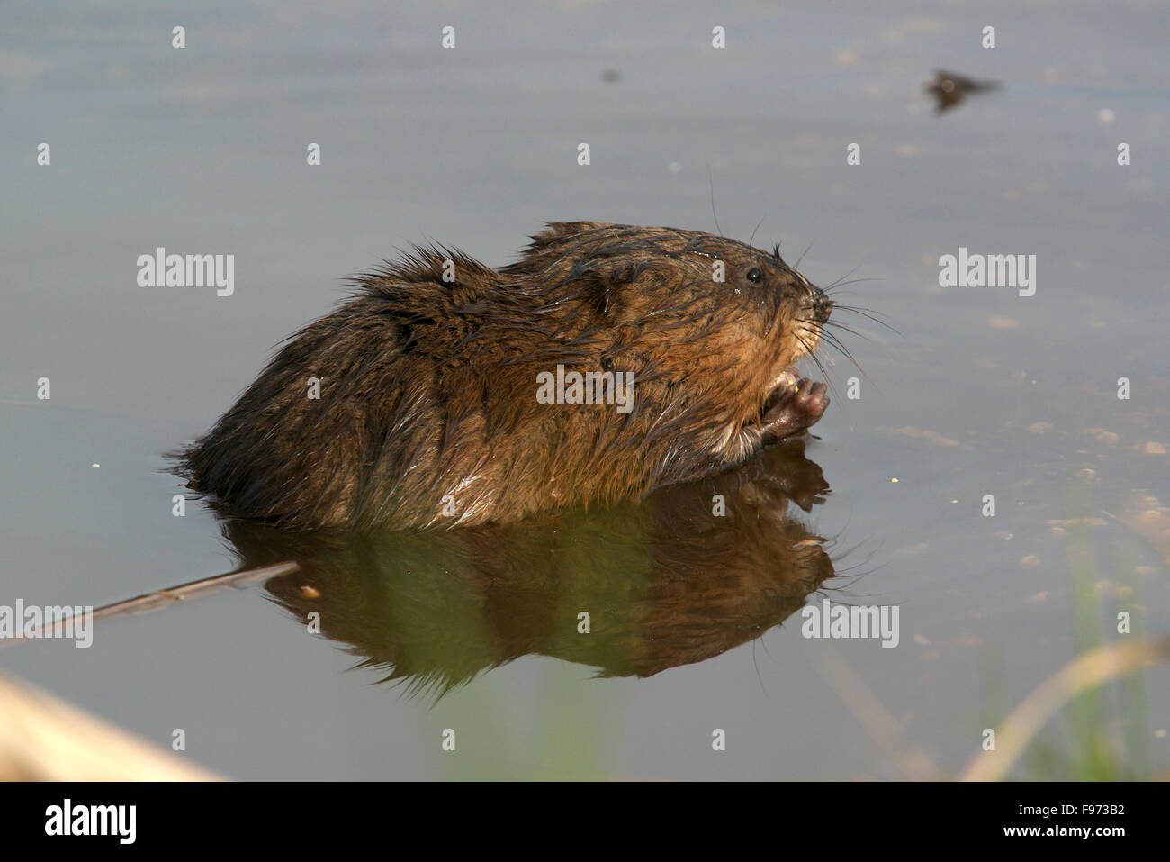 Rongeur, rat musqué (Ondatra zibethicus) en étang, parc provincial Quetico, ON, Canada Banque D'Images