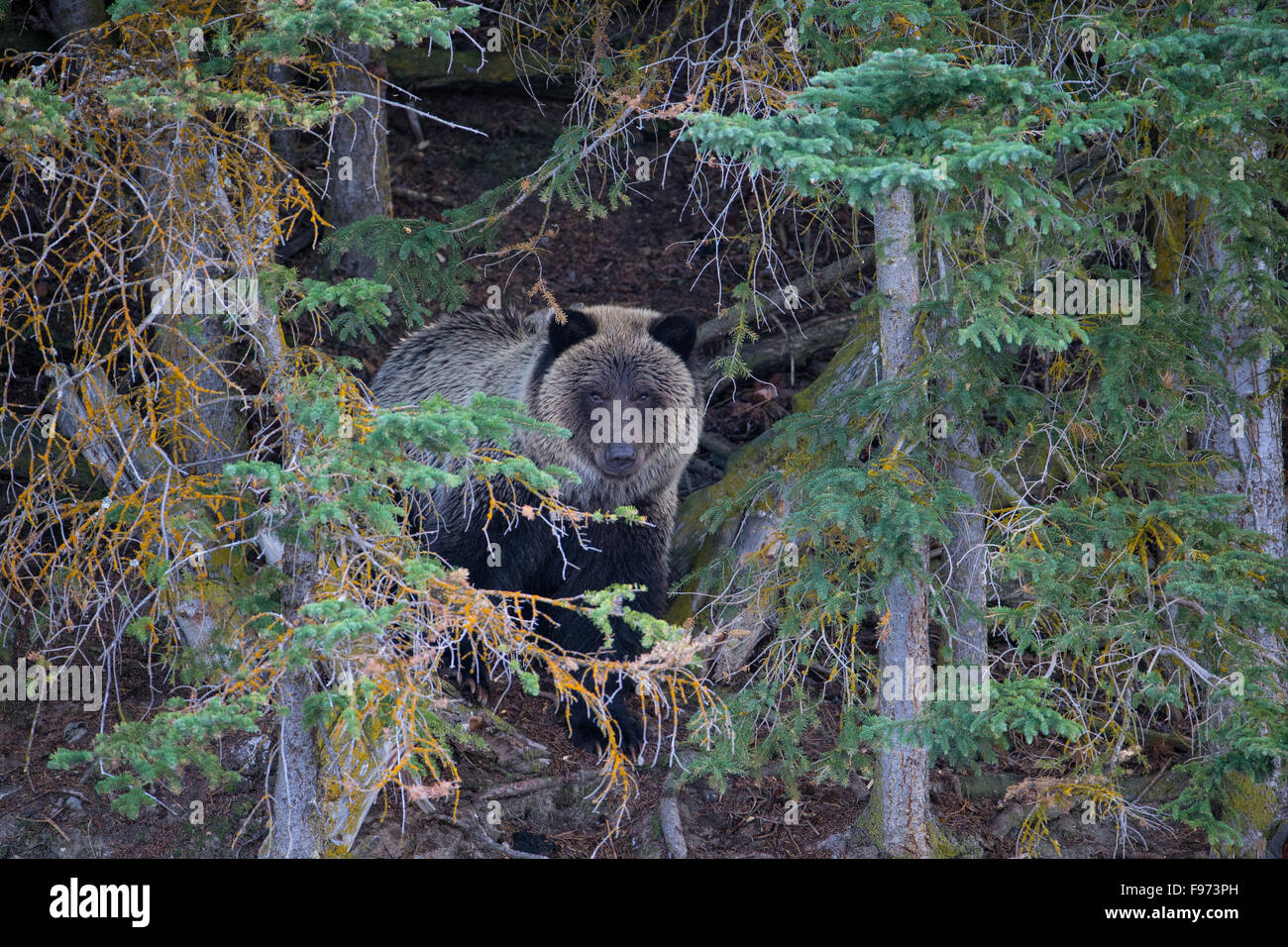 Ours grizzli (Ursus arctos horribilis), Cub âgés, Centre de l'intérieur, en Colombie-Britannique. Banque D'Images
