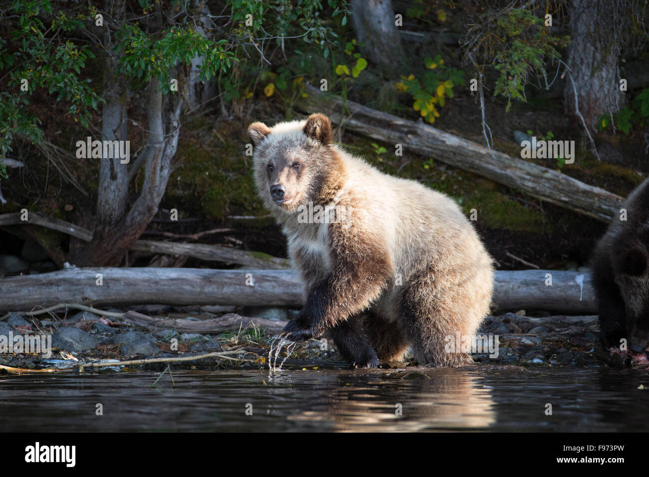 Ours grizzli (Ursus arctos horribilis), Cub de l'année, le Centre de l'intérieur, en Colombie-Britannique. Banque D'Images