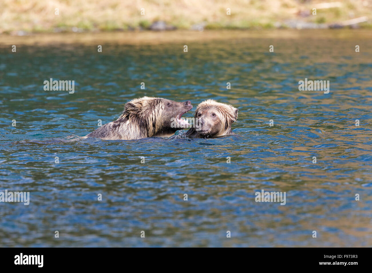 Ours grizzli (Ursus arctos horribilis), vieux de deux ans d'oursons jouer catch en rivière, Centre de l'intérieur, en Colombie-Britannique. Banque D'Images