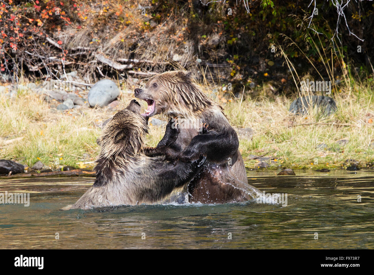 Ours grizzli (Ursus arctos horribilis), vieux de deux ans d'oursons jouer combats en rivière, Centre de l'intérieur, en Colombie-Britannique. Banque D'Images