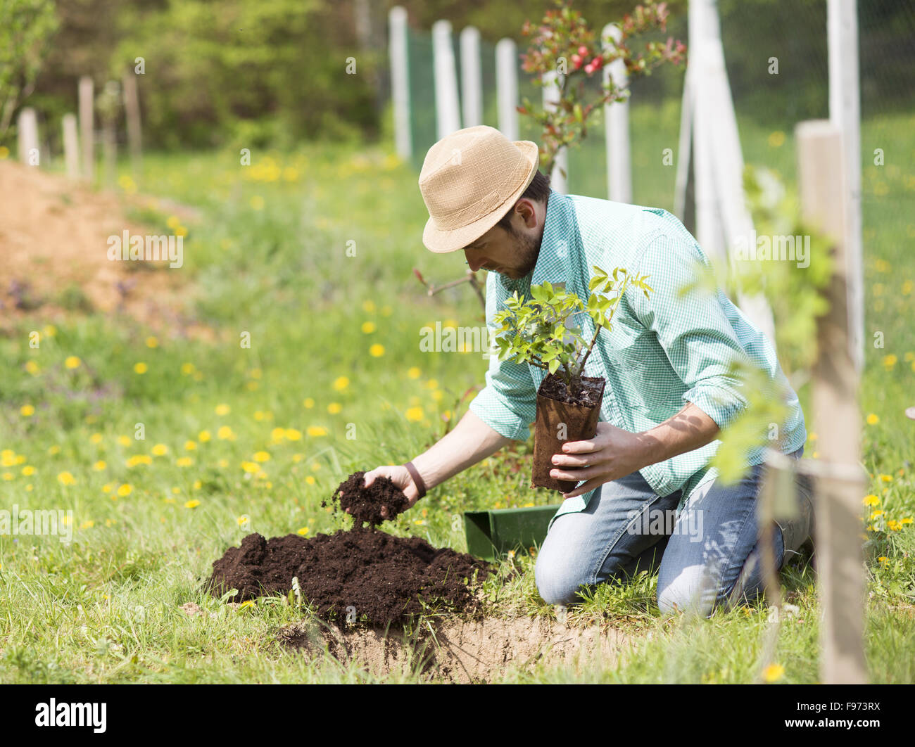 Jeune homme séduisant planter un petit arbre dans son jardin à l'arrière Banque D'Images