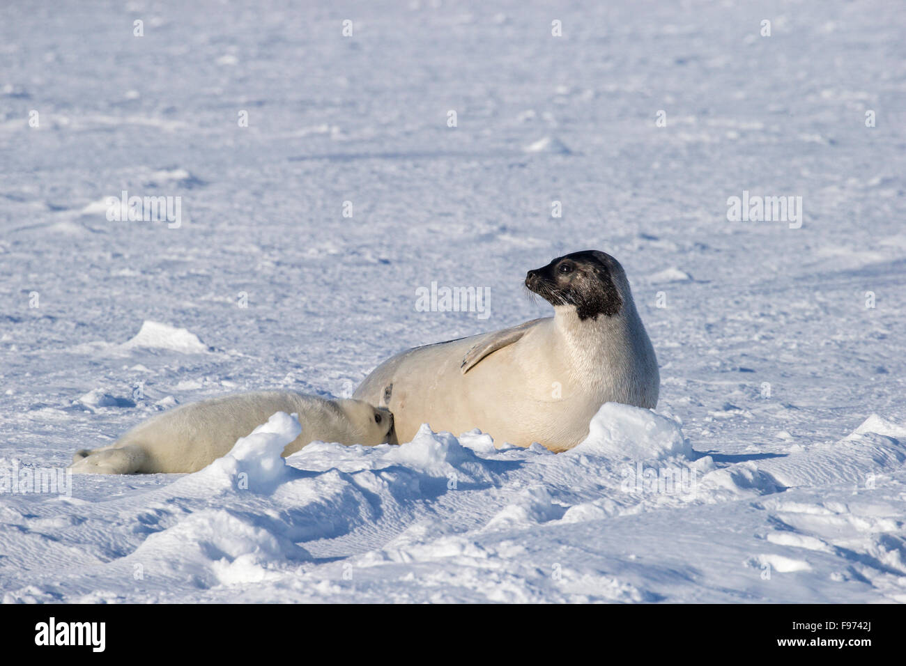 Le phoque du Groenland (Pagophilus groenlandicus), infirmières blanchon pup, sur la glace de mer, le golfe du Saint-Laurent, près des îles de la Madeleine Banque D'Images