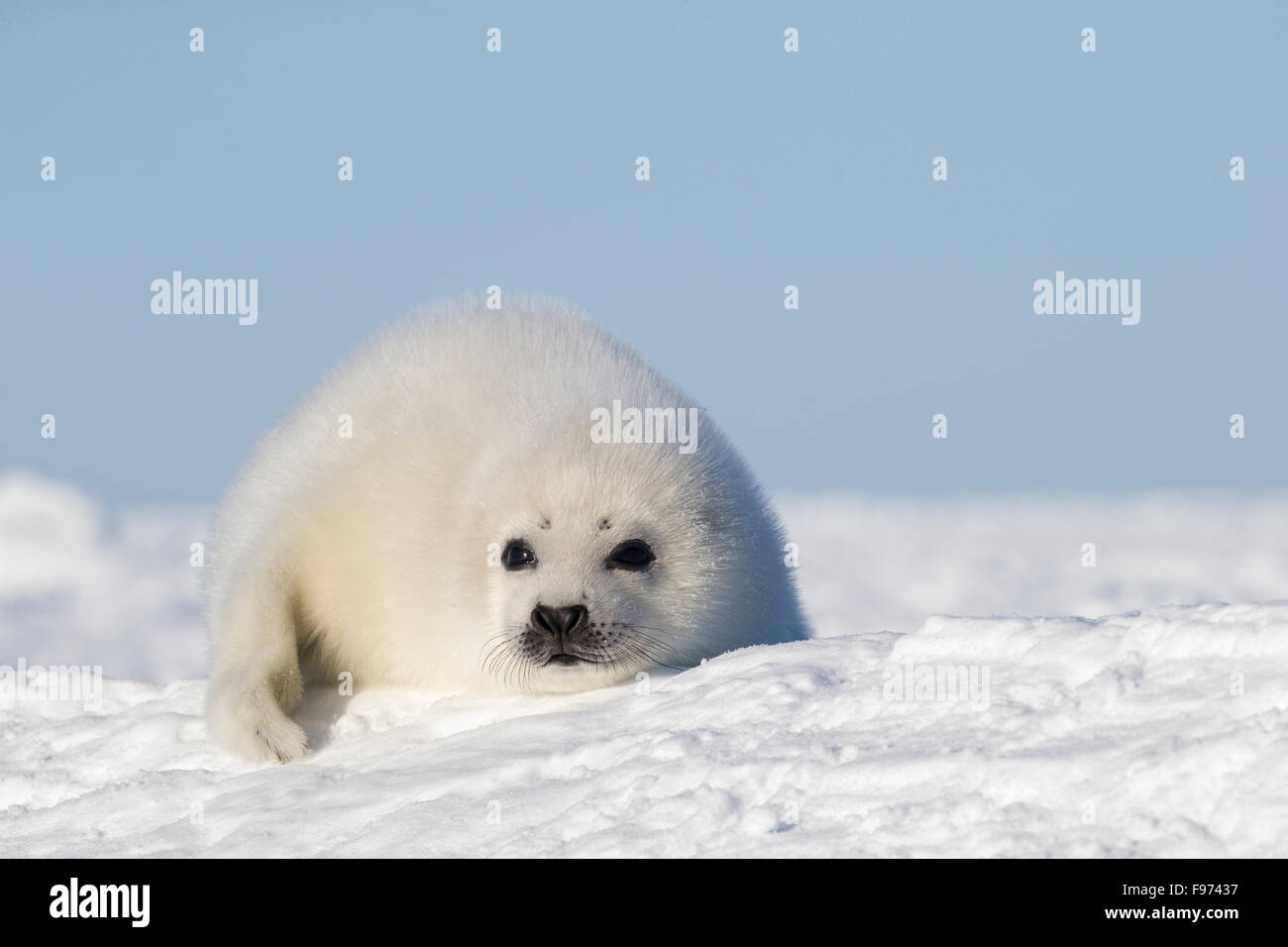 Le phoque du Groenland (Pagophilus groenlandicus), blanchon pup, sur la glace de mer, le golfe du Saint-Laurent, près des îles de la Madeleine (Madeleine Banque D'Images