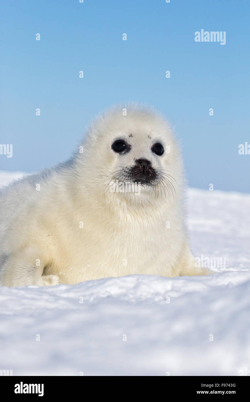 Le phoque du Groenland (Pagophilus groenlandicus), blanchon pup, sur la glace de mer, le golfe du Saint-Laurent, près des îles de la Madeleine (Madeleine Banque D'Images