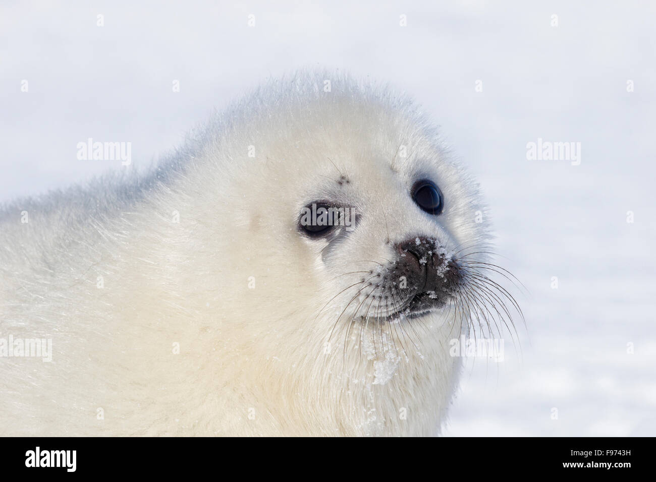 Le phoque du Groenland (Pagophilus groenlandicus), blanchon pup, sur la glace de mer, le golfe du Saint-Laurent, près des îles de la Madeleine (Madeleine Banque D'Images