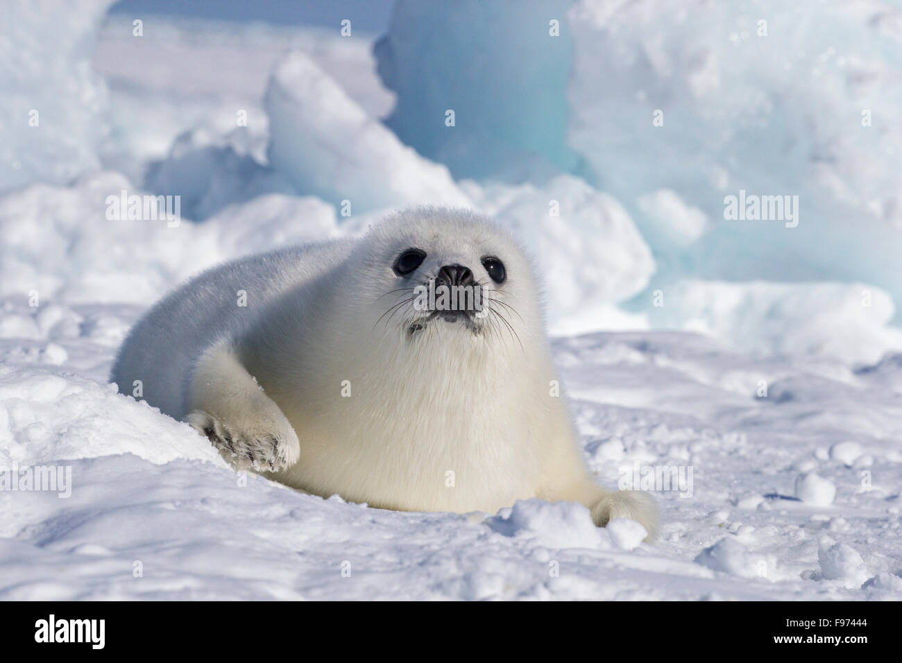 Le phoque du Groenland (Pagophilus groenlandicus), blanchon pup, sur la glace de mer, le golfe du Saint-Laurent, près des îles de la Madeleine (Madeleine Banque D'Images