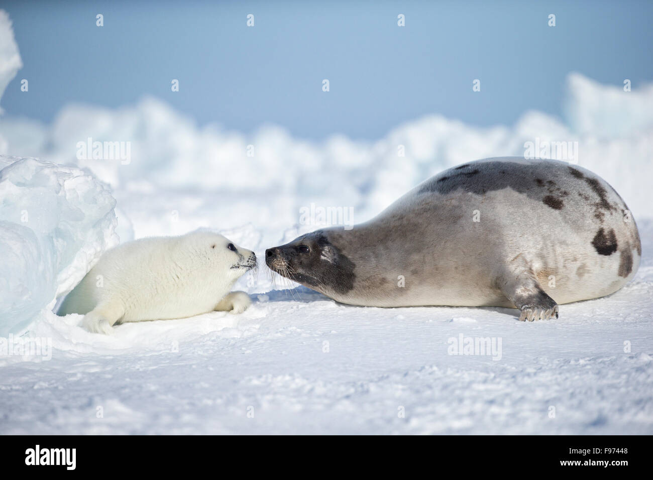 Le phoque du Groenland (Pagophilus groenlandicus), femme et whitecoast pup, sur la glace de mer, le golfe du Saint-Laurent, près des îles de la Madeleine Banque D'Images