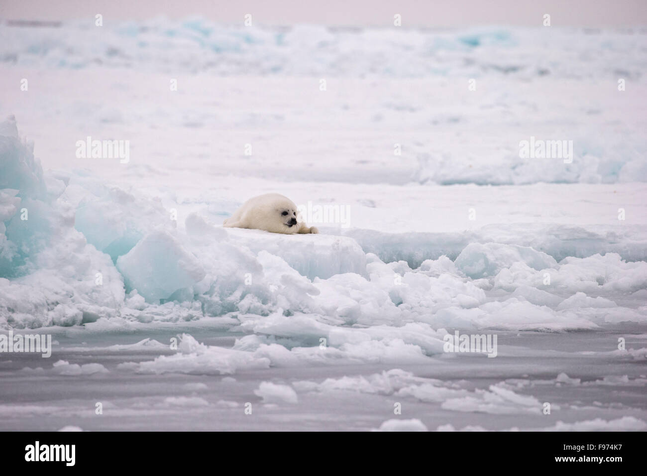 Le phoque du Groenland (Pagophilus groenlandicus), blanchon pup, sur la glace de mer, par mauvais temps, golfe du Saint-Laurent, près des îles de la Banque D'Images