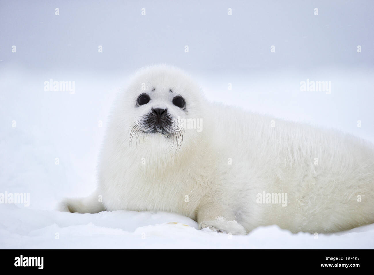 Le phoque du Groenland (Pagophilus groenlandicus), blanchon pup, sur la glace de mer, par mauvais temps, golfe du Saint-Laurent, près des îles de la Banque D'Images