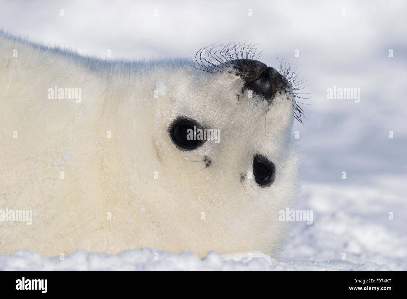 Le phoque du Groenland (Pagophilus groenlandicus), blanchon pup, sur la glace de mer, le golfe du Saint-Laurent, près des îles de la Madeleine (Madeleine Banque D'Images