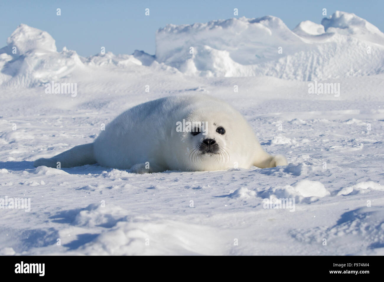 Le phoque du Groenland (Pagophilus groenlandicus), blanchon pup, sur la glace de mer, le golfe du Saint-Laurent, près des îles de la Madeleine (Madeleine Banque D'Images