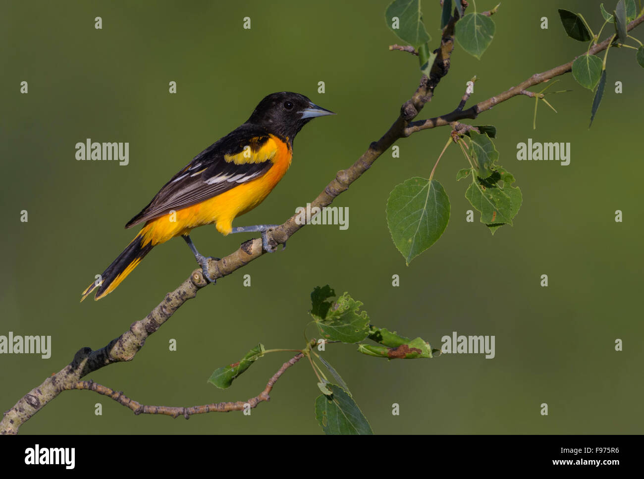 L'Oriole de Baltimore masculins sur tremble en Alberta Banque D'Images