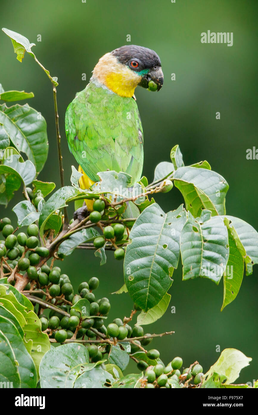 Perroquet à tête noire (Pionites melanocephalus) perché sur une branche en Equateur. Banque D'Images