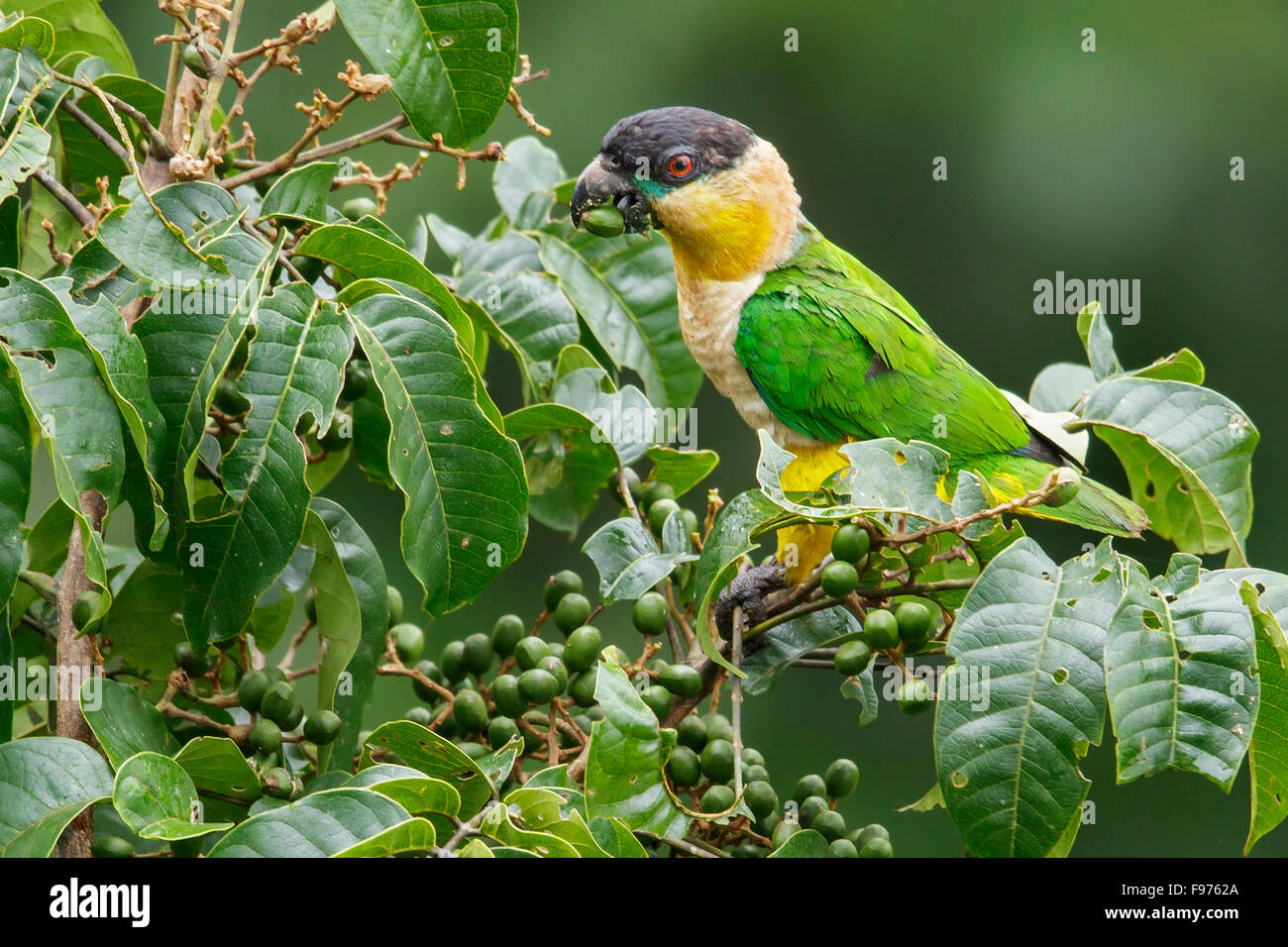 Perroquet à tête noire (Pionites melanocephalus) perché sur une branche en Equateur. Banque D'Images