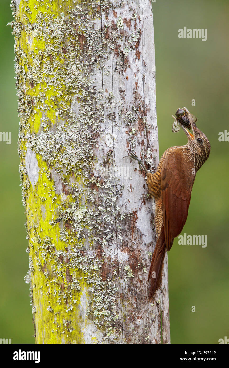 Grimpar Nasican (Blackbanded Dendrocolaptes picumnus) perché sur une branche dans le parc national de Manu, Pérou. Banque D'Images