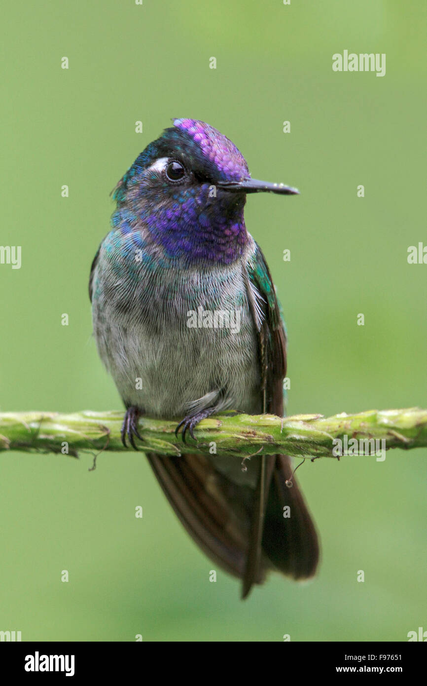 Violetheaded (Klais guimeti Hummingbird) perché sur une branche dans le parc national de Manu, Pérou. Banque D'Images