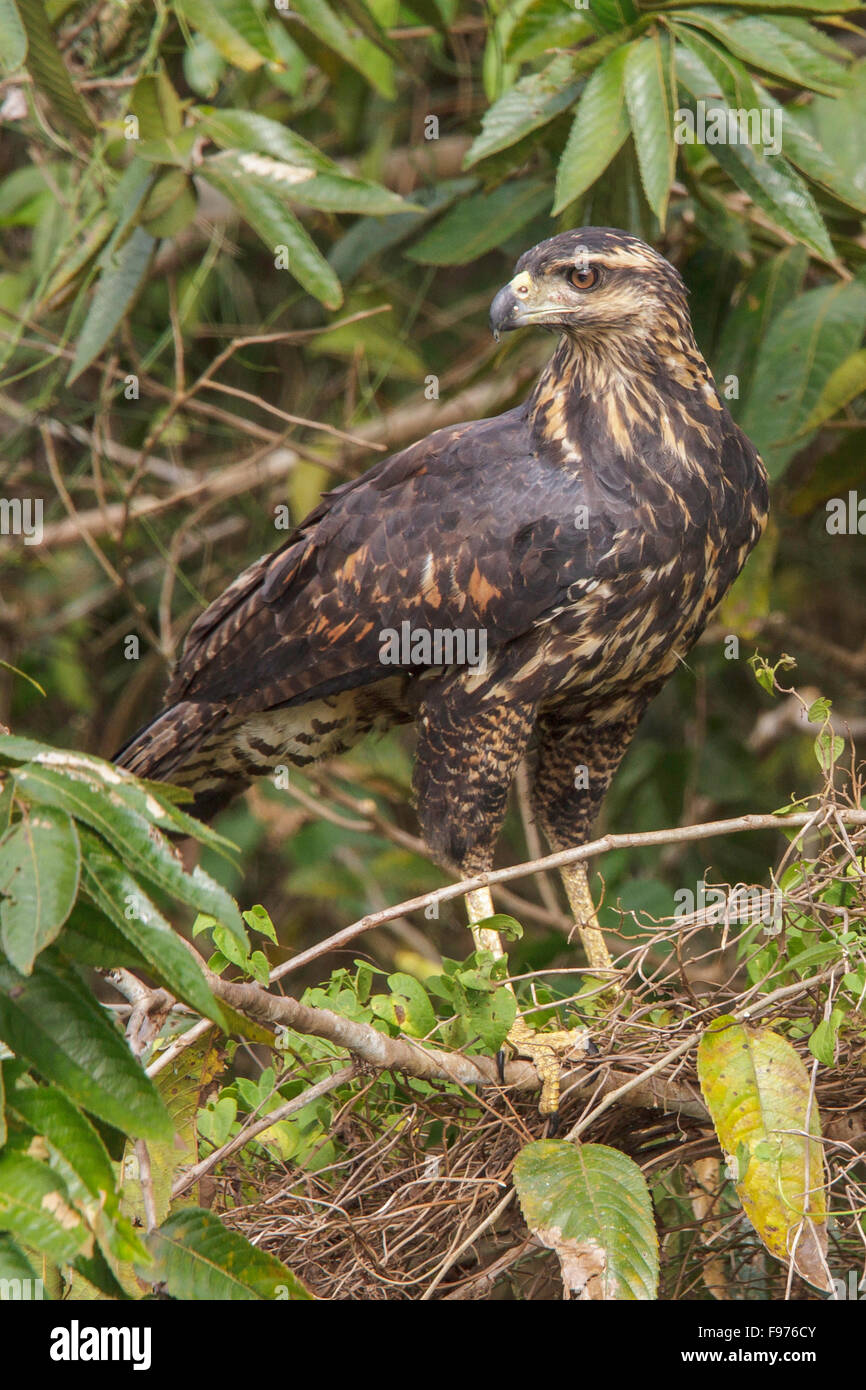 Great Black Hawk (Buteogallus urubitinga) perché sur une branche dans le parc national de Manu, Pérou. Banque D'Images