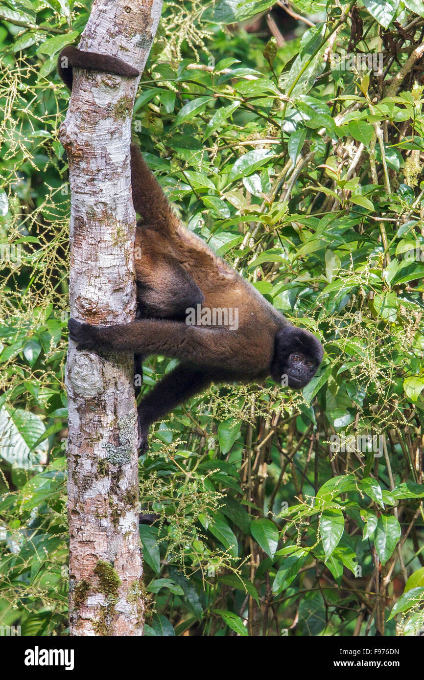 Un singe laineux perché sur une branche dans le parc national de Manu, Pérou. Banque D'Images